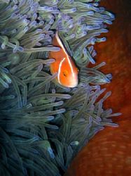 Clownfish nestled in sea anenome. Taken in Queensland Aus... by Ryan Frimel 